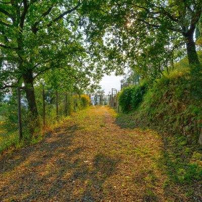 La-Casa-nel-Bosco-19-1000x1000