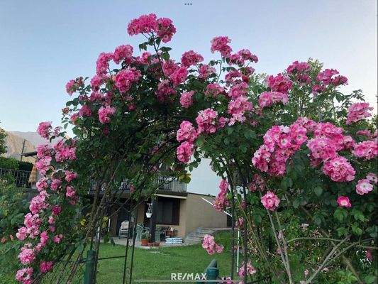 Rosenpracht im Garten