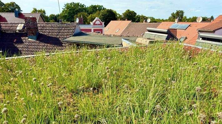 WE DG - Blick von Dachterrasse