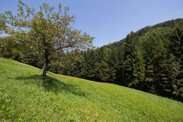 Hangwiese mit Äpfelbäumen