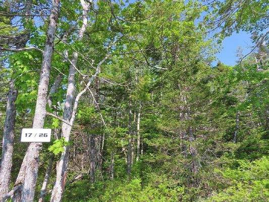 Cape Breton - Einzigartige Atlantik-Lage - 31 Hekt