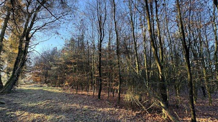 Waldansicht mit unbefestigten Weg