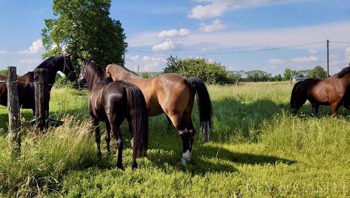 5 Hektar arrondiertes Weideland 