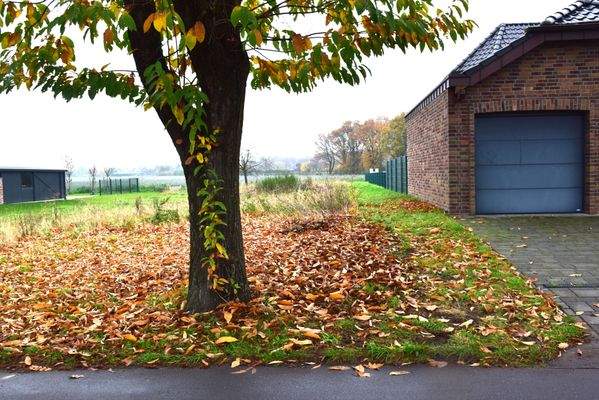 Kastanien an der Straße