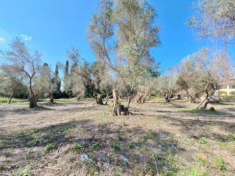 Korfu Bauernhöfe, Landwirtschaft, Korfu Forstwirtschaft