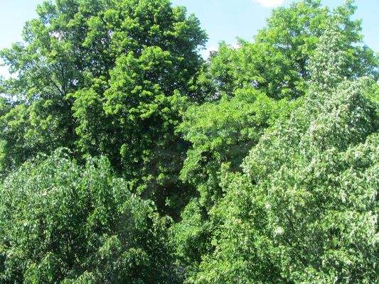 Umgebung ... alter Baumbestand