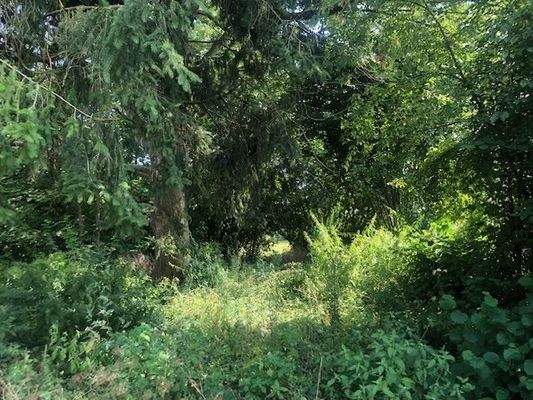 Blick nach Süden zum Bachlauf