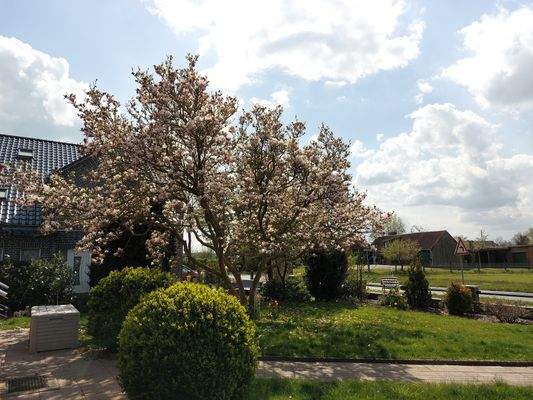 Garten: Magnolienbaum