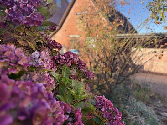 Blumen - Lütt Immobilien - Selent