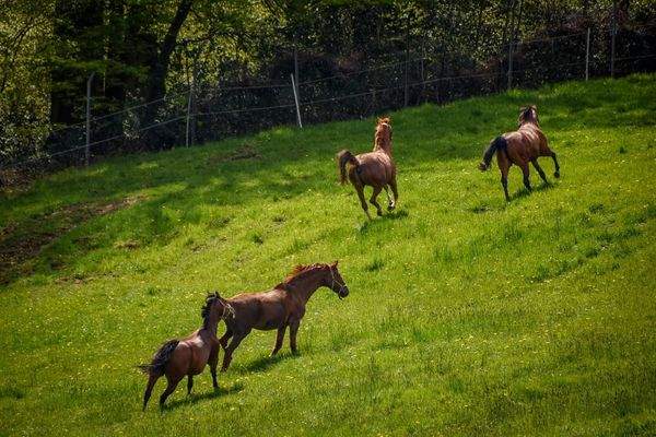 784c79d6-1c1e-4117-9475-7176260cdc84