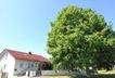 Haus mit Eingang und Baum