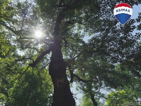 Wippra Bauernhöfe, Landwirtschaft, Wippra Forstwirtschaft