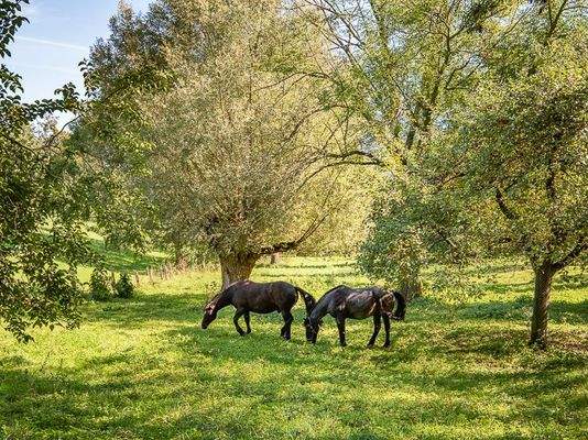 Naturidylle auf dem Weg zum Rheinufer 