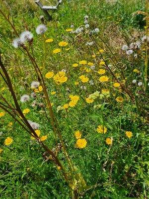 Blütenmeer im Sommer