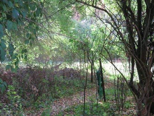 Blühene Bäume & Sträucher