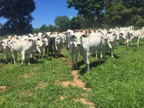 Alto Paraiso do Goias Häuser, Alto Paraiso do Goias Haus kaufen