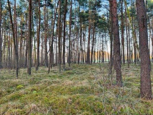 Wald 8, 769    .jpeg