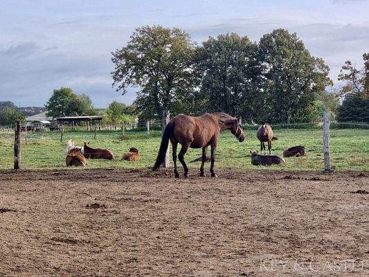 5 Hektar arrondiertes Weideland