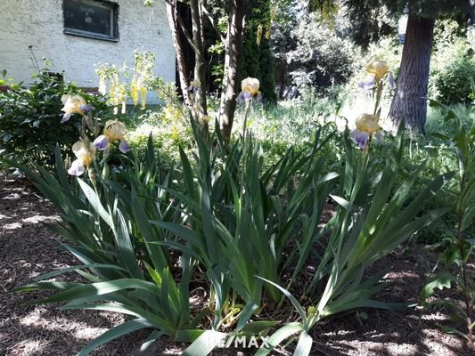 Blumenpracht im Garten