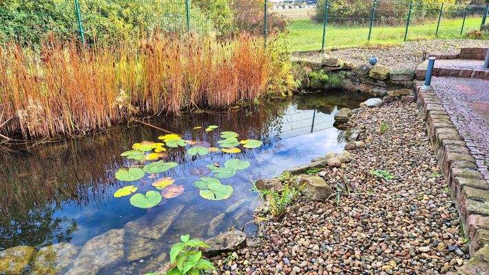Teich mit Flachwasserzohne