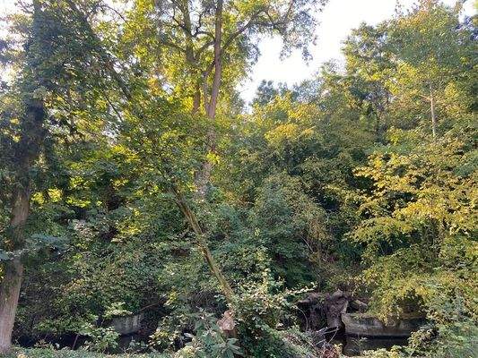 8 Blick auf Böschung Mühlenteich-Bach von Osten