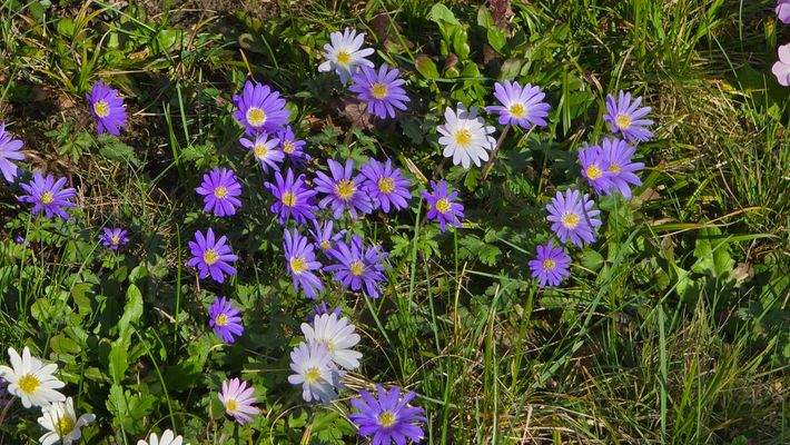 Blütenpracht im Garten