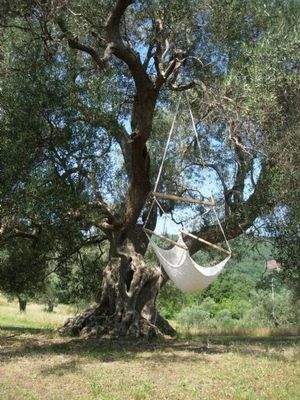 Relax unterm Olivenbaum