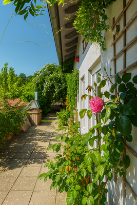 Gartenansicht im Sommer