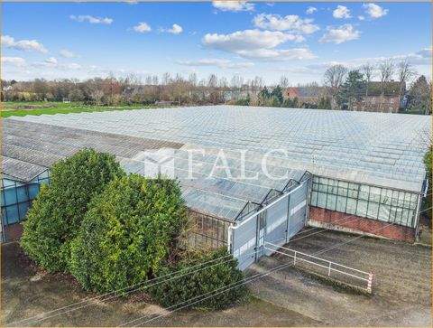 Rees Halle, Rees Hallenfläche