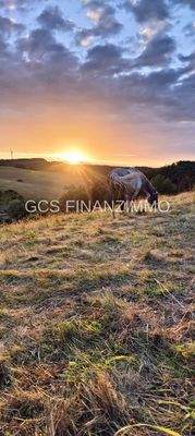 Abendstimmung auf der Weide