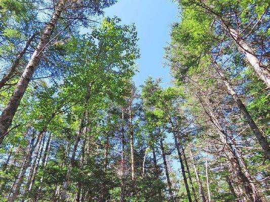 Cape Breton - Big Pond - East Bay Hills - Großzügi