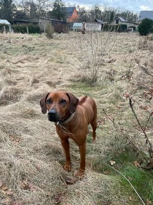 Den Hund gibt es nicht dazu!