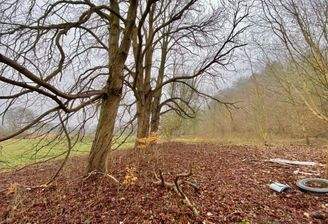 Wald auf dem Grundstück