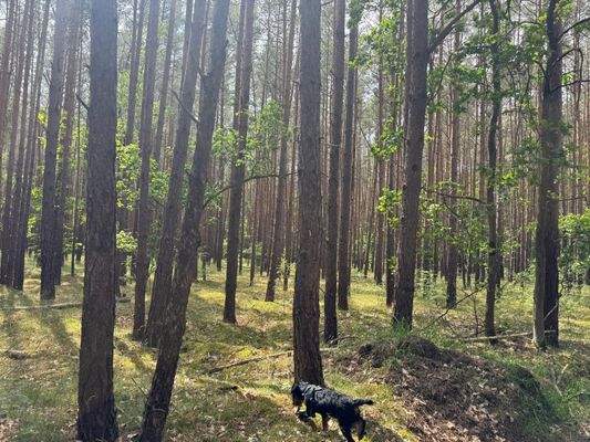 60-jähriger Kiefernbestand