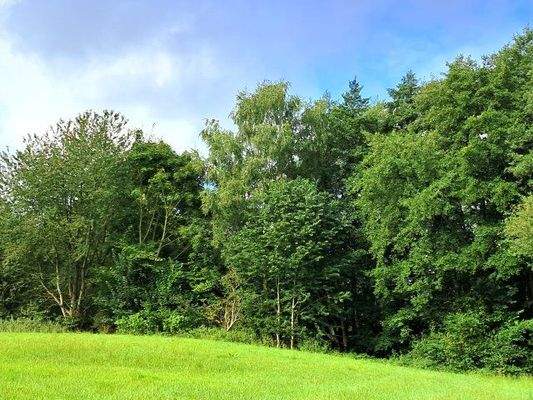 Grünland und Wald.jpg