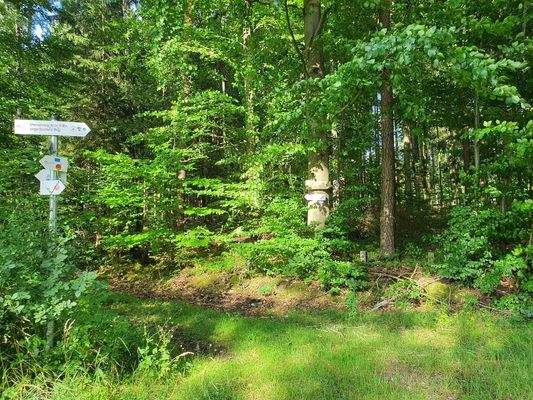 Hier geht´s Richtung Wald...