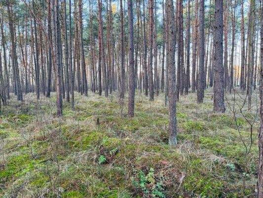 Wald 8, 769         .jpeg