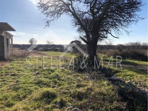 Nin Bauernhöfe, Landwirtschaft, Nin Forstwirtschaft