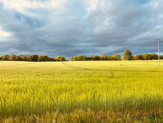 Alt Reddevitz im Mai .jpeg