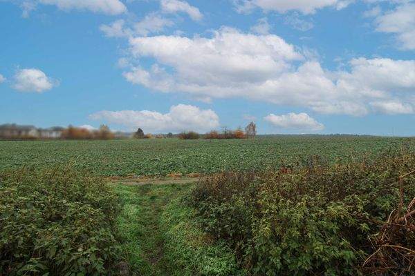 Feld hinter dem Haus