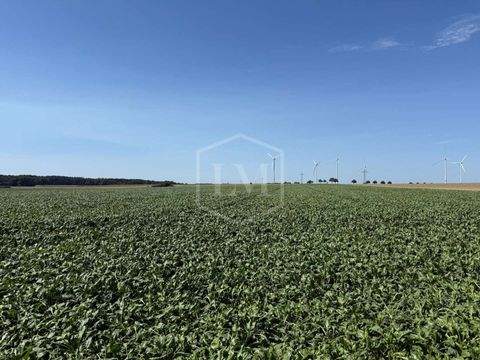 Groß Twülpstedt Bauernhöfe, Landwirtschaft, Groß Twülpstedt Forstwirtschaft