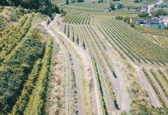 gepflegter Weingarten