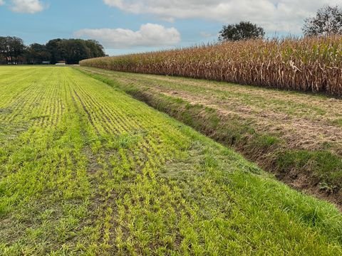 Hopsten Bauernhöfe, Landwirtschaft, Hopsten Forstwirtschaft