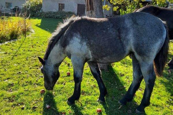 Impressionen aus der Pferdehaltung