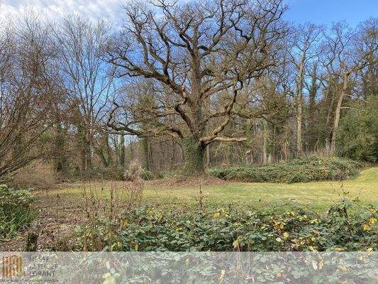 Eiche (Naturdenkmal)