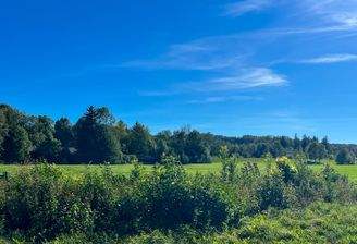 Blick ins Grüne