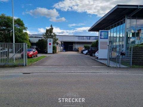 Bornheim Halle, Bornheim Hallenfläche