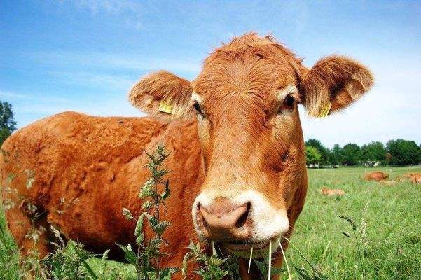 Kühe auf dem Nordfeld