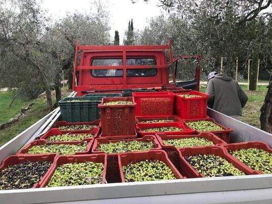 Eigene Olivenernte