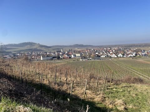 Jechtingen Bauernhöfe, Landwirtschaft, Jechtingen Forstwirtschaft